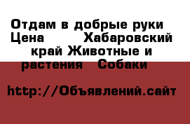 Отдам в добрые руки › Цена ­ 10 - Хабаровский край Животные и растения » Собаки   